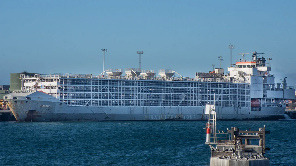 barco ganado gulflivestock